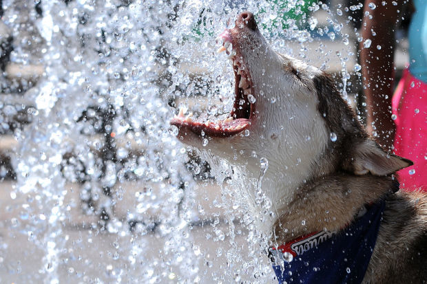 Dog car wash